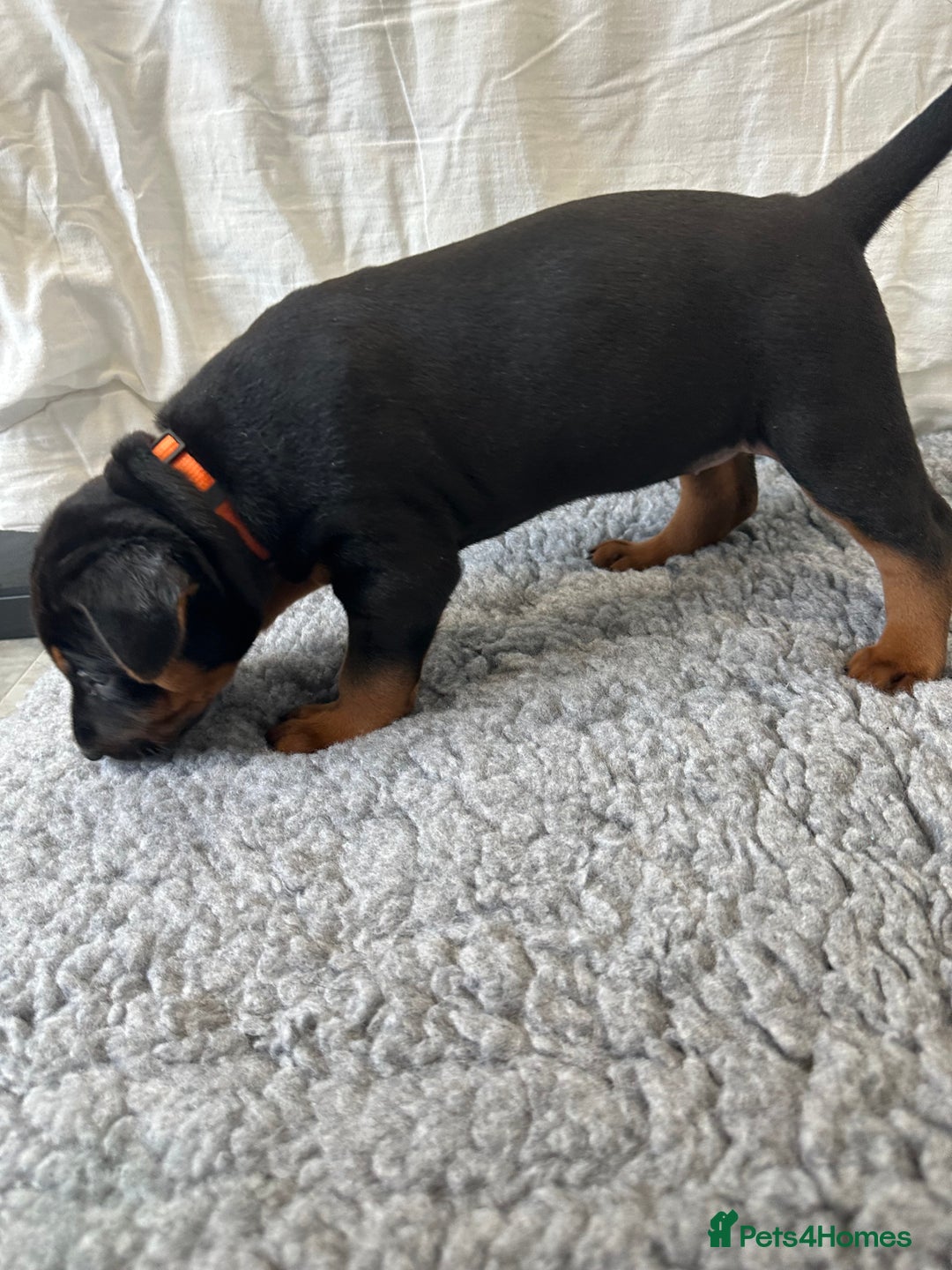 Mixed Breed dogs for sale: Pure breed Chinese red dog puppies/Laizhou Hong - Image 18