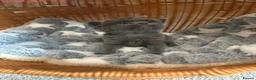 British Shorthair cats for sale: Beautiful BSH Scottish Fold & Straight Kittens - Advert 6