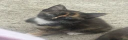 Mixed Breed cats for sale: 4 kittens  in Bristol - Advert 10