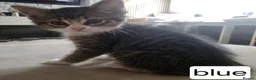 Mixed Breed cats for sale: We have 5 wonderful kittens  - Advert 6
