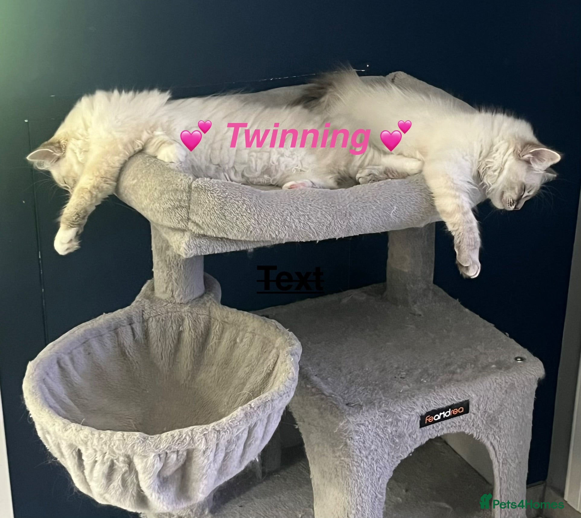Ragdoll cats 😻💕 Female pure bred Ragdolls 💕😻 - Advert 15