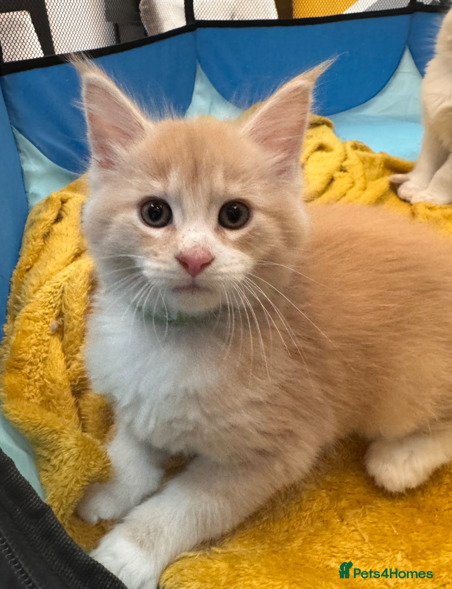 Maine Coon cats Purebred Maincoon Kittens  - Advert 1