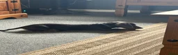 Miniature Dachshund dogs for sale: Miniature dachshund in Bangor - Advert 5