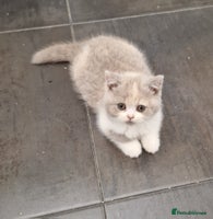 British Shorthair cats ONE SUPER FRIENDLY BRITISH SHORTHAIR GCCF REG - Advert 10