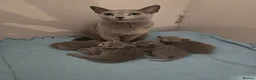Russian Blue cats for sale: PEDIGREE BLUE RUSSIAN KITTENS  - Advert 6