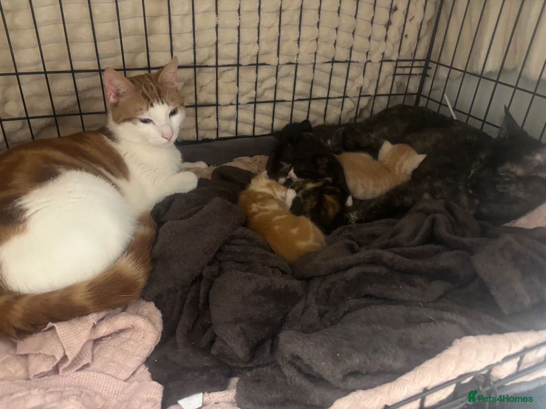 Mixed Breed cats for sale: Gorgeous Male Kitten  - Advert 2