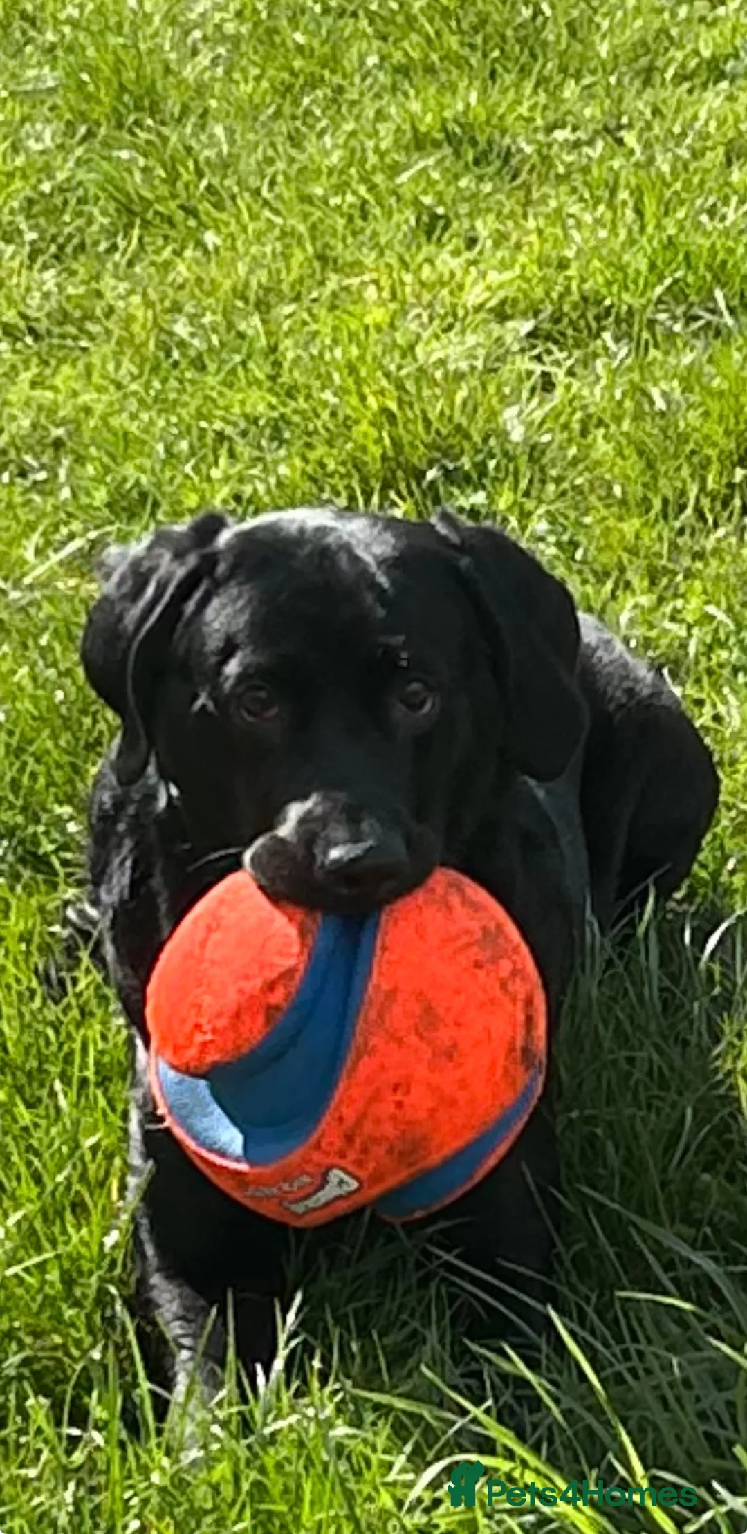 Labrador Retriever dogs for stud: Strong, Healthy well-tempered Male Labrador in Cambridge - Advert 2