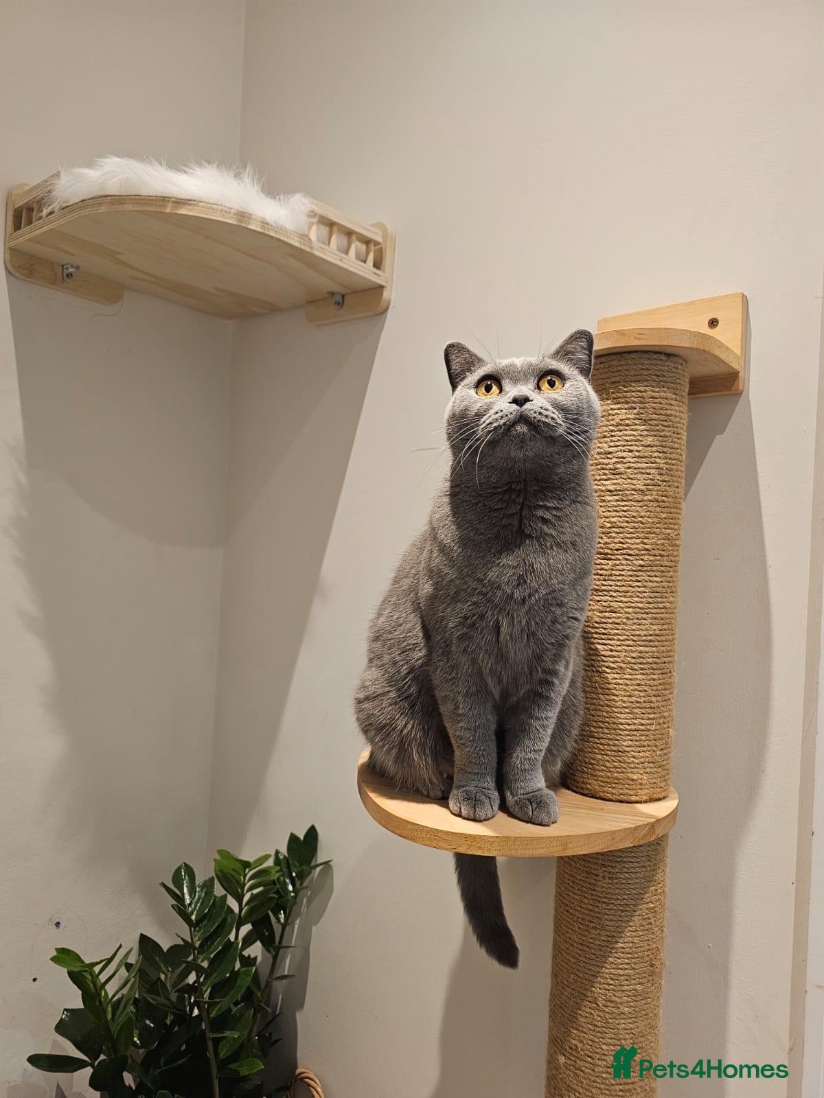 British Shorthair cats Ashiya - Beautiful BSH Full GCCF  - Advert 5