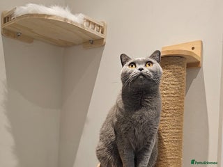 British Shorthair cats Ashiya - Beautiful BSH Full GCCF - Advert 11