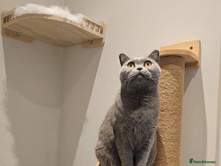 British Shorthair cats Ashiya - Beautiful BSH Full GCCF - Advert 11