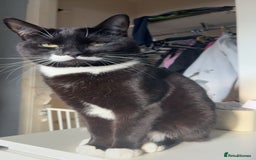Domestic Shorthair cats for sale: FREE 2yr old male cat - Advert 1