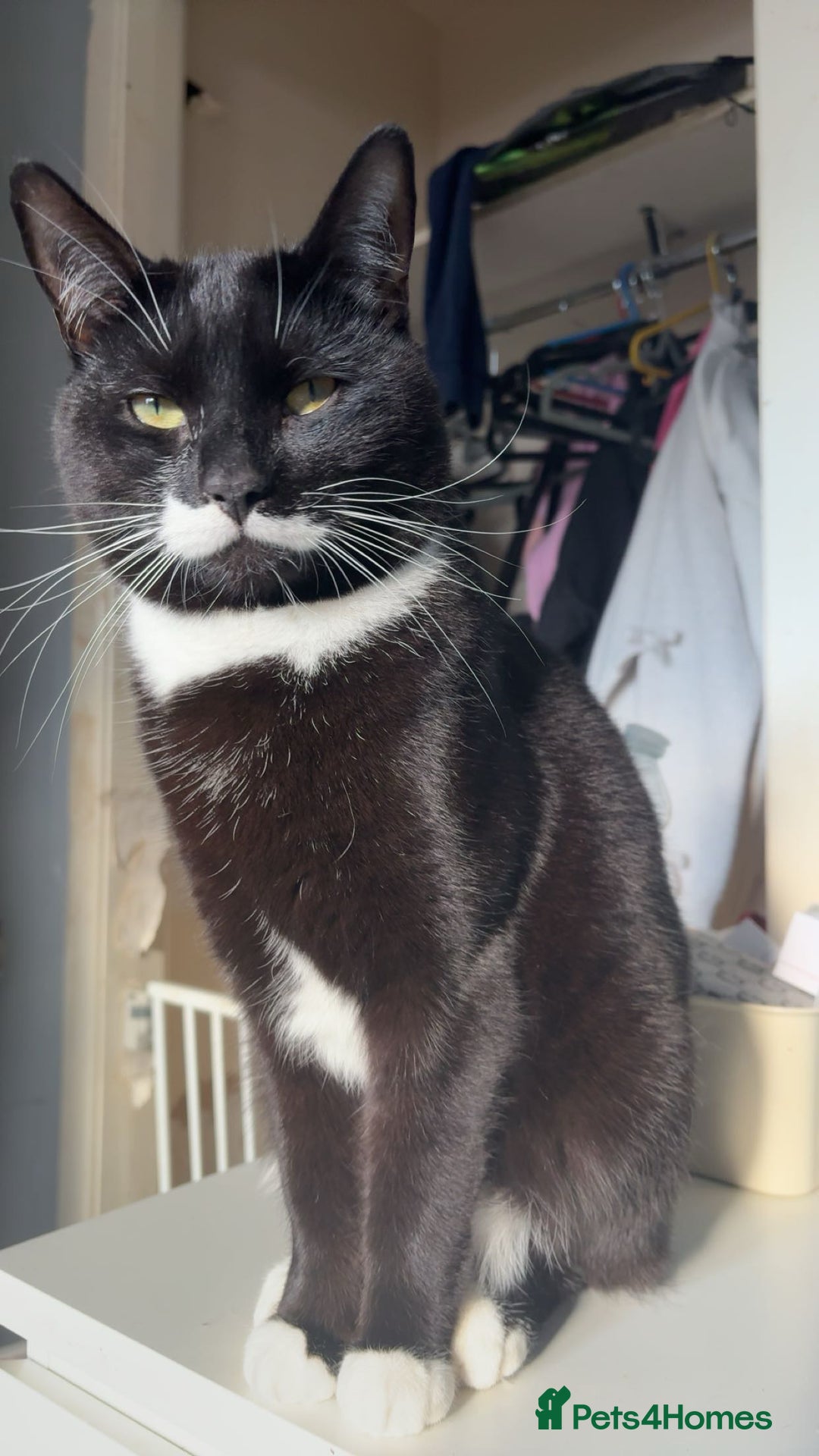 Domestic Shorthair cats for sale: FREE 2yr old male cat - Advert 1