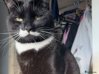 Domestic Shorthair cats FREE 2yr old male cat - Advert 1