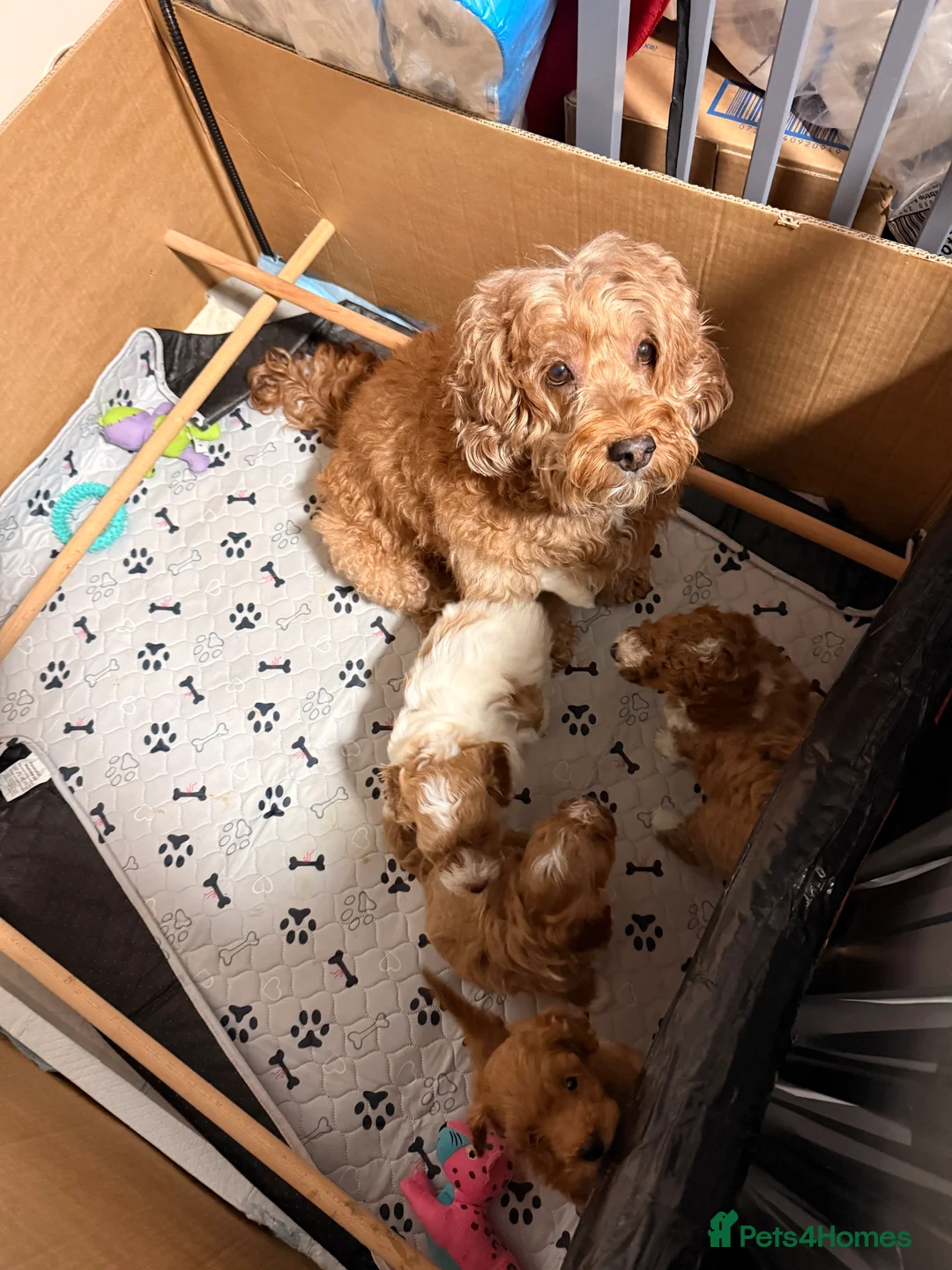 Cockapoo dogs for sale: Toy Poodle x Cockapoo Puppies - Last Puppy - Advert 2