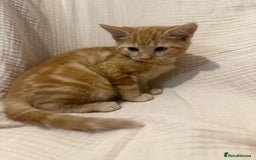 Mixed Breed cats for sale: 3 little girls - Image 8