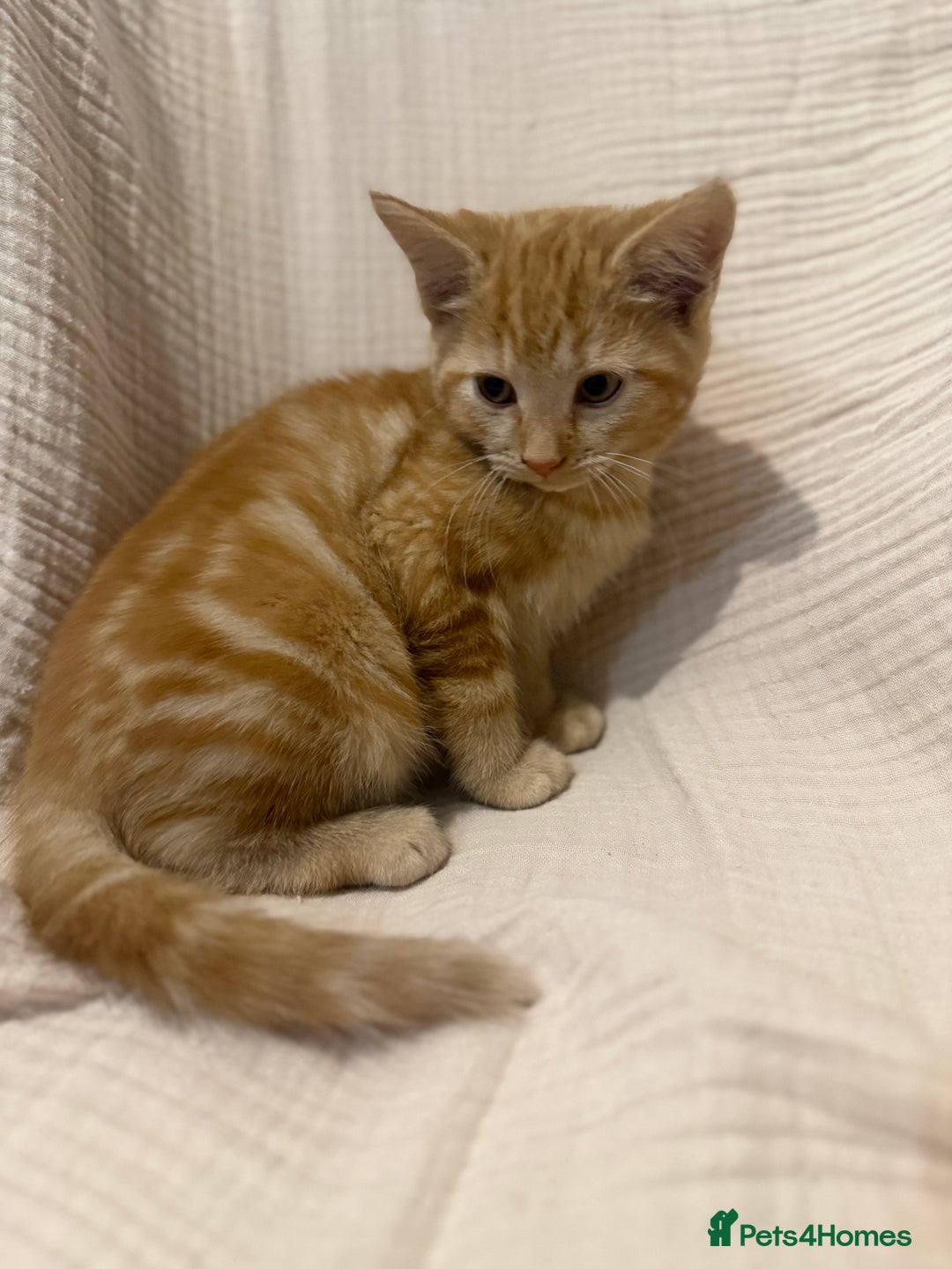 Mixed Breed cats for sale: 3 little girls - Image 8