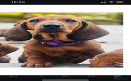 Dachshund dogs for stud: Kc registered standard smooth stud  in Newton Abbot - Image 11