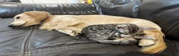 Bengal cats for sale: Gorgeous TICA Registered Bengal Kittens - Advert 7