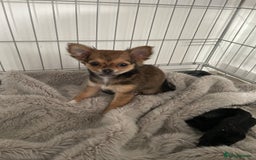 Chihuahua dogs for sale: girl chihuahua pup - Advert 2