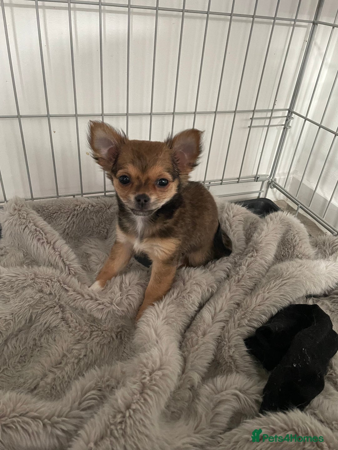 Chihuahua dogs for sale: girl chihuahua pup - Advert 2