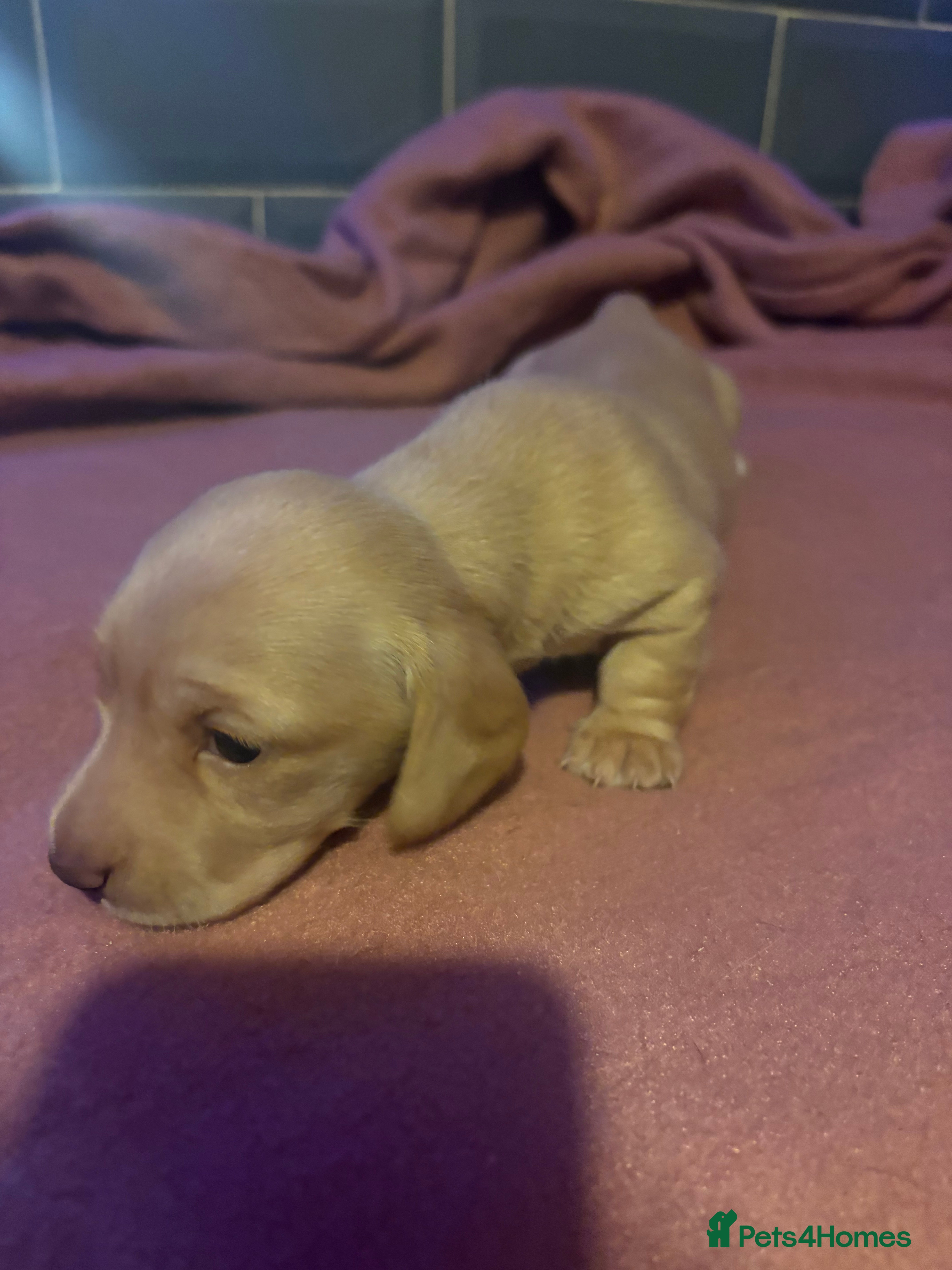 Miniature Dachshund dogs Beautiful miniature dachshunds  - Advert 2