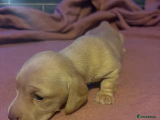 Miniature Dachshund dogs Beautiful miniature dachshunds - Advert 2