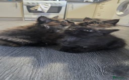 LaPerm cats for sale: 8 Laperm mix kittens, curly & long-haired - Advert 9