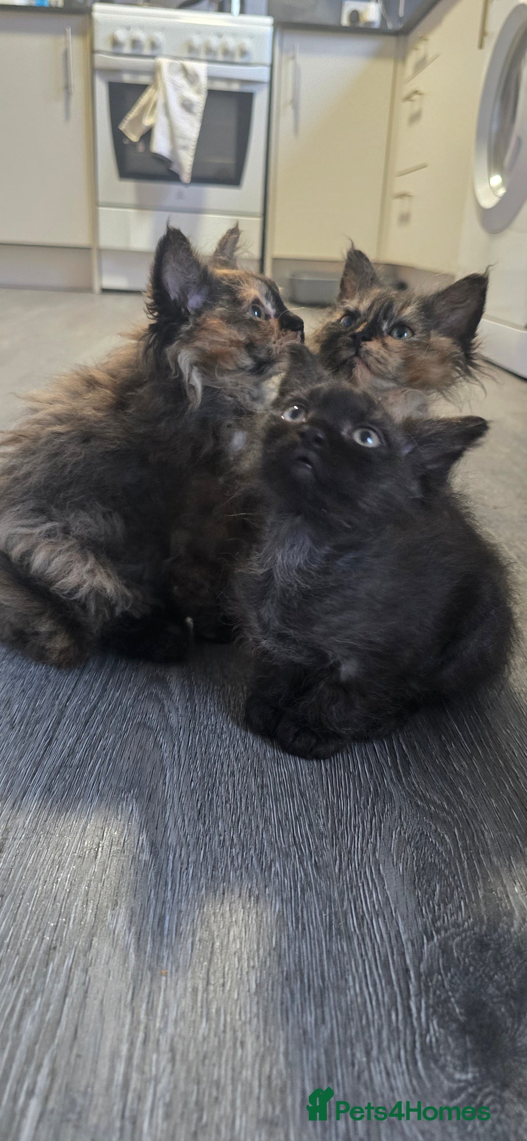 LaPerm cats for sale: 8 Laperm mix kittens, curly & long-haired - Advert 9