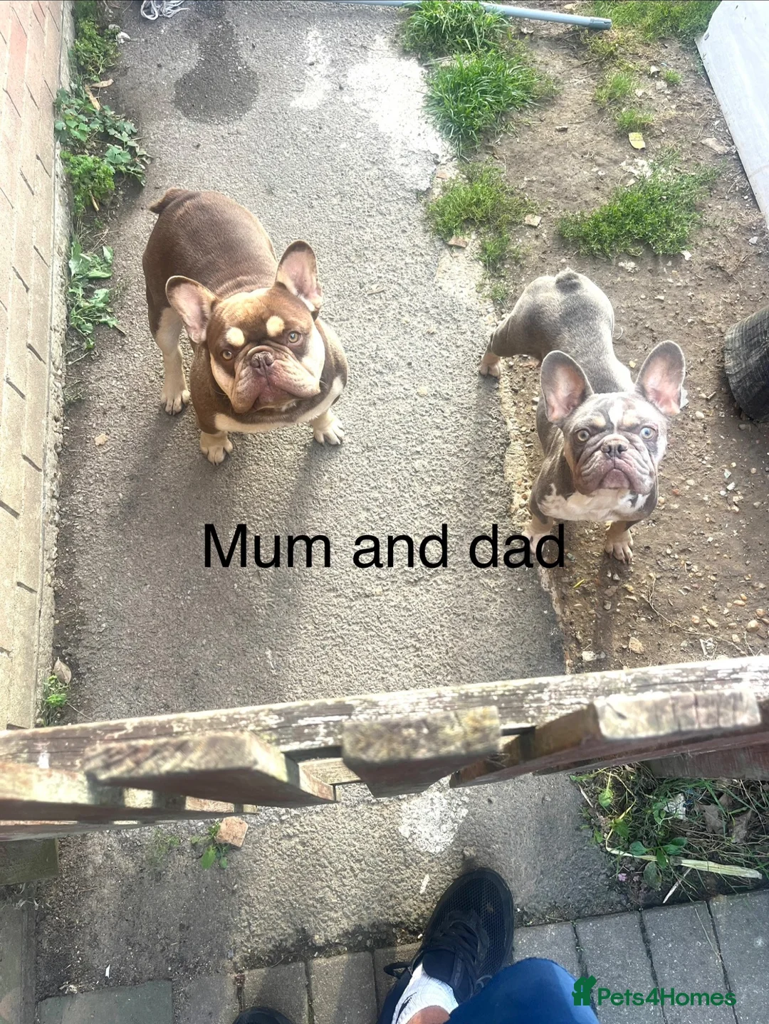 French Bulldog dogs for sale: French bulldog - Advert 6