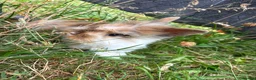Mixed Breed rabbits for sale: Rabbits in Worcester - Advert 7