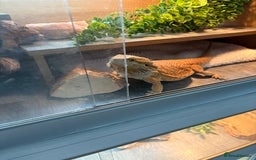 Bearded Dragon reptiles for sale: Boy Bearded dragon 2 years and full set up - Image 4