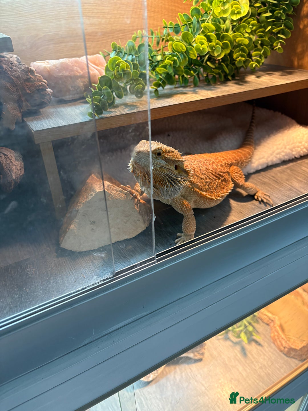 Bearded Dragon reptiles for sale: Boy Bearded dragon 2 years and full set up - Image 4