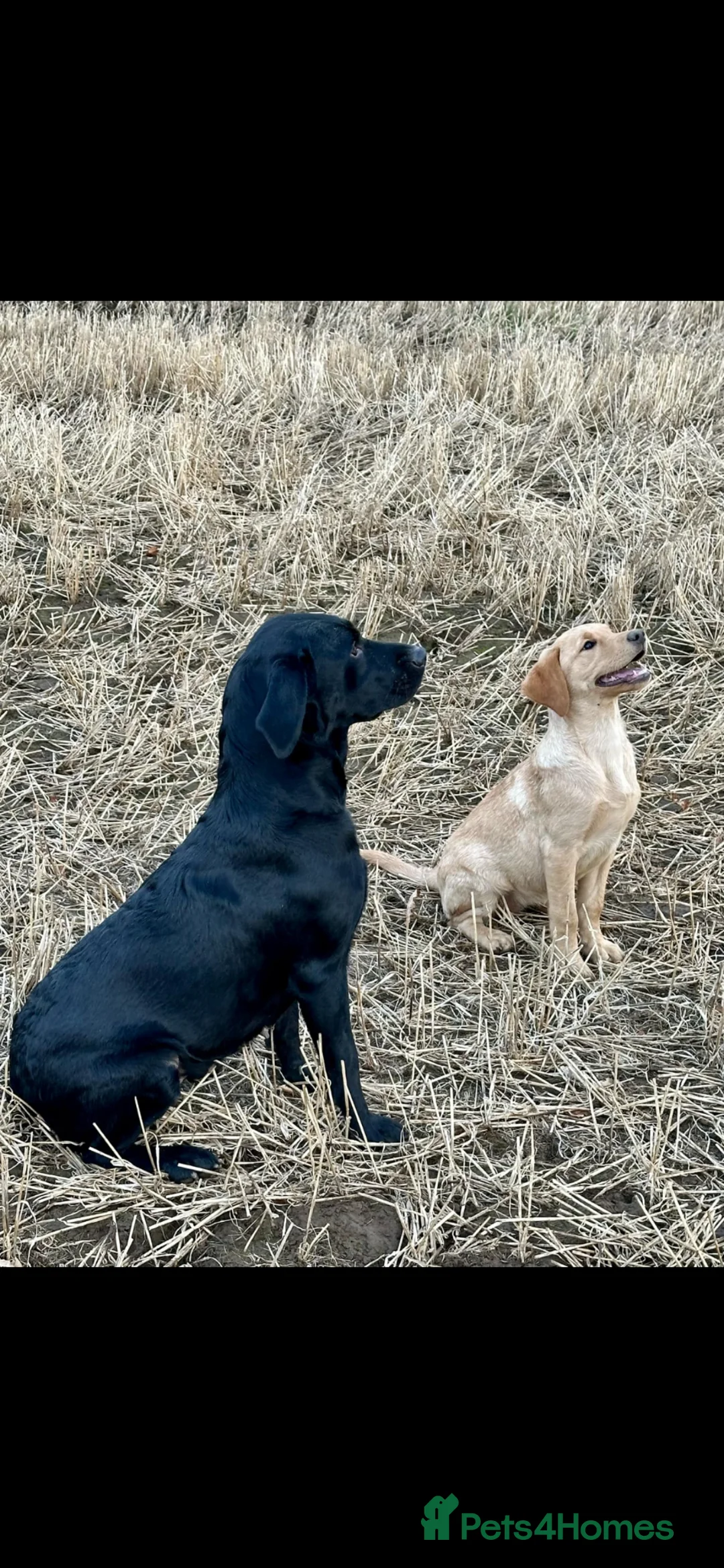 Labrador Retriever dogs for sale: Labrador Pups in Gorebridge - Advert 2
