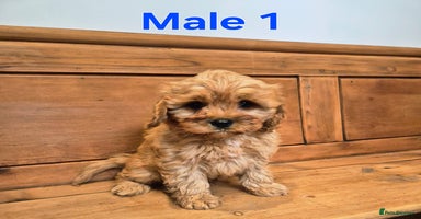 Cavapoo dogs - Advert 2