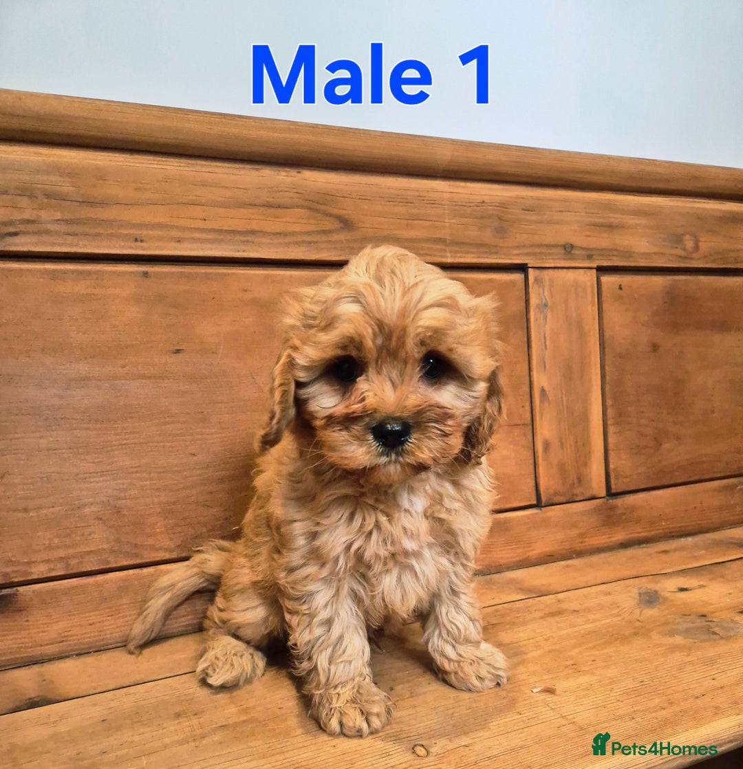 Cavapoo dogs for sale: F1 Red Cavapoo Puppies - Image 2