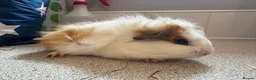 Guinea Pig rodents for sale: Beautiful baby piggies  - Advert 6