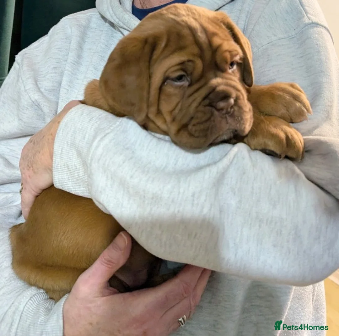 Dogue De Bordeaux dogs for sale: Female Dogue de Bordeaux puppy  in Wigan - Advert 1