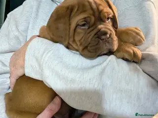 Dogue De Bordeaux dogs Female Dogue de Bordeaux puppy - Advert 1