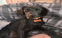 Mixed Breed dogs for sale: Jackapoo - Image 4