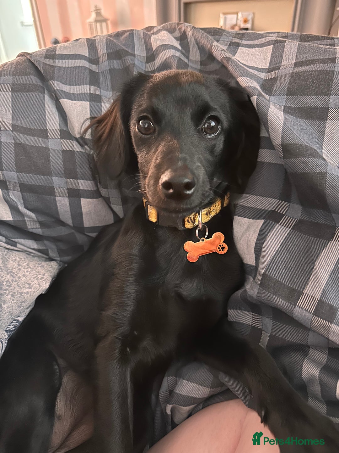 Mixed Breed dogs for sale: Jackapoo - Image 4