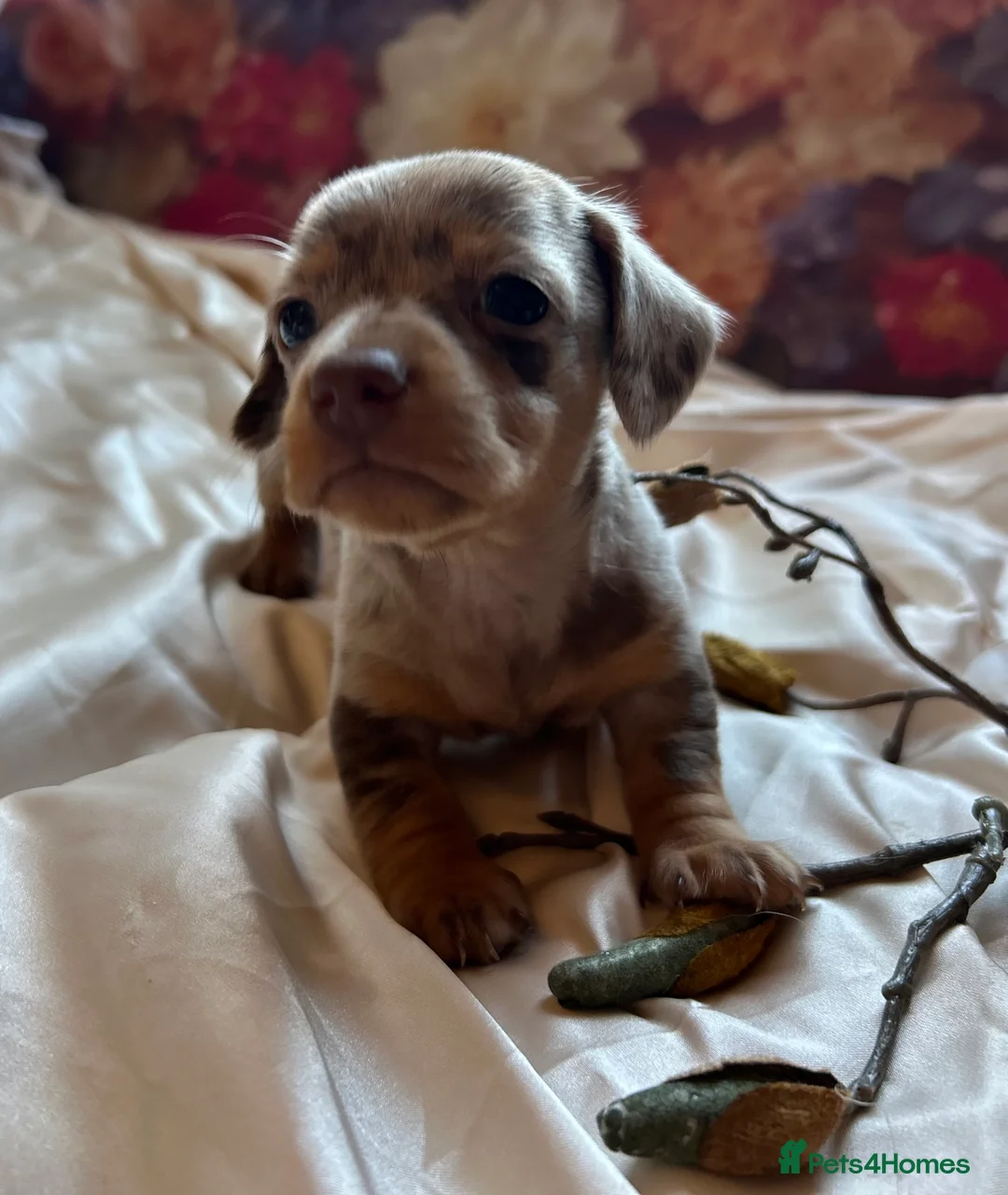 Miniature Dachshund dogs for sale: Miniature dachshund puppies 🐶  - Advert 31