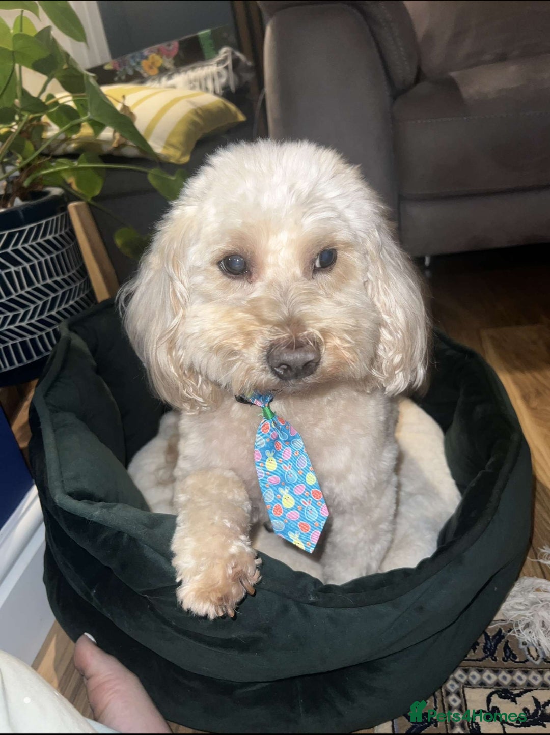 Mixed Breed dogs for sale: Gorgeous Coton noodle Boy - Image 1