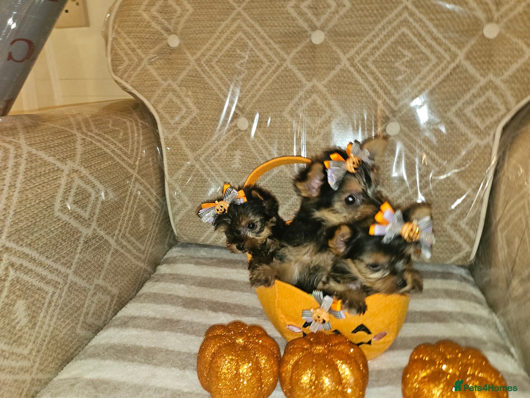 Yorkshire Terrier dogs for sale: Yorkshire terrier puppies  - Image 12