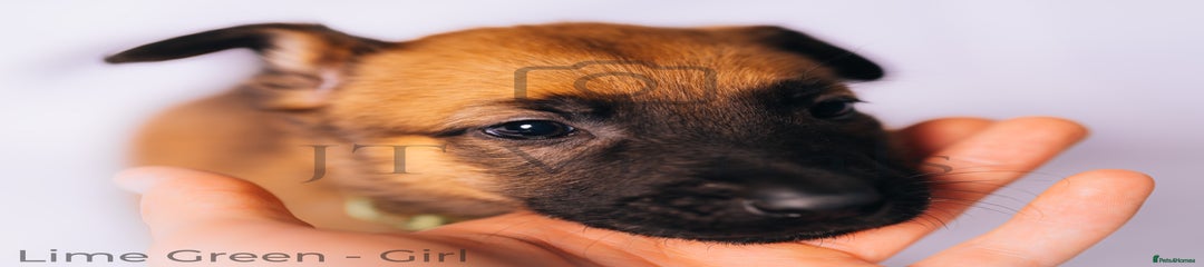 Belgian Shepherd Dog Puppy 4