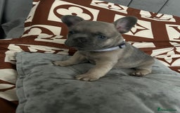 French Bulldog dogs for sale: French bulldog pups  - Image 8