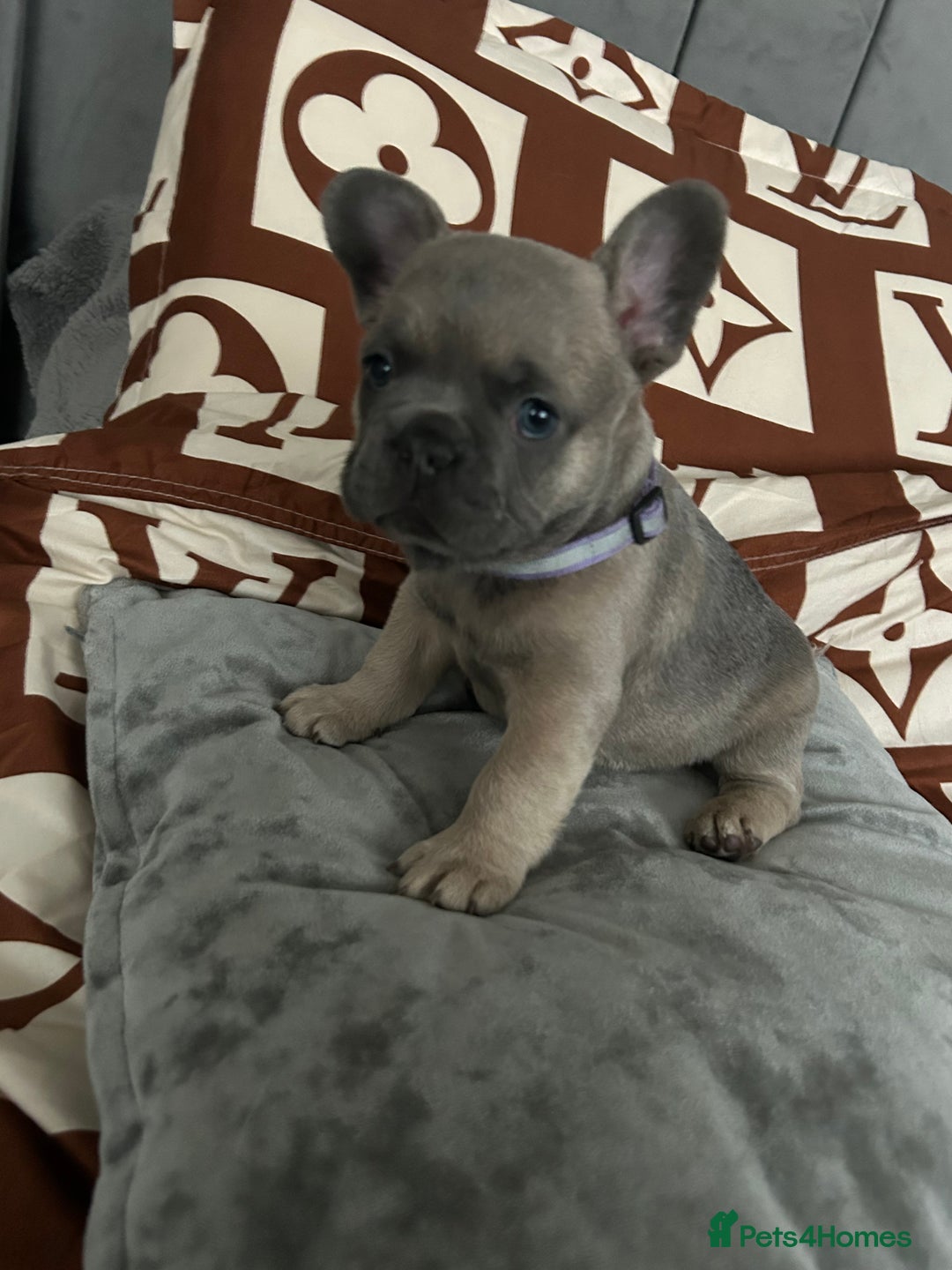 French Bulldog dogs for sale: French bulldog pups  - Image 8