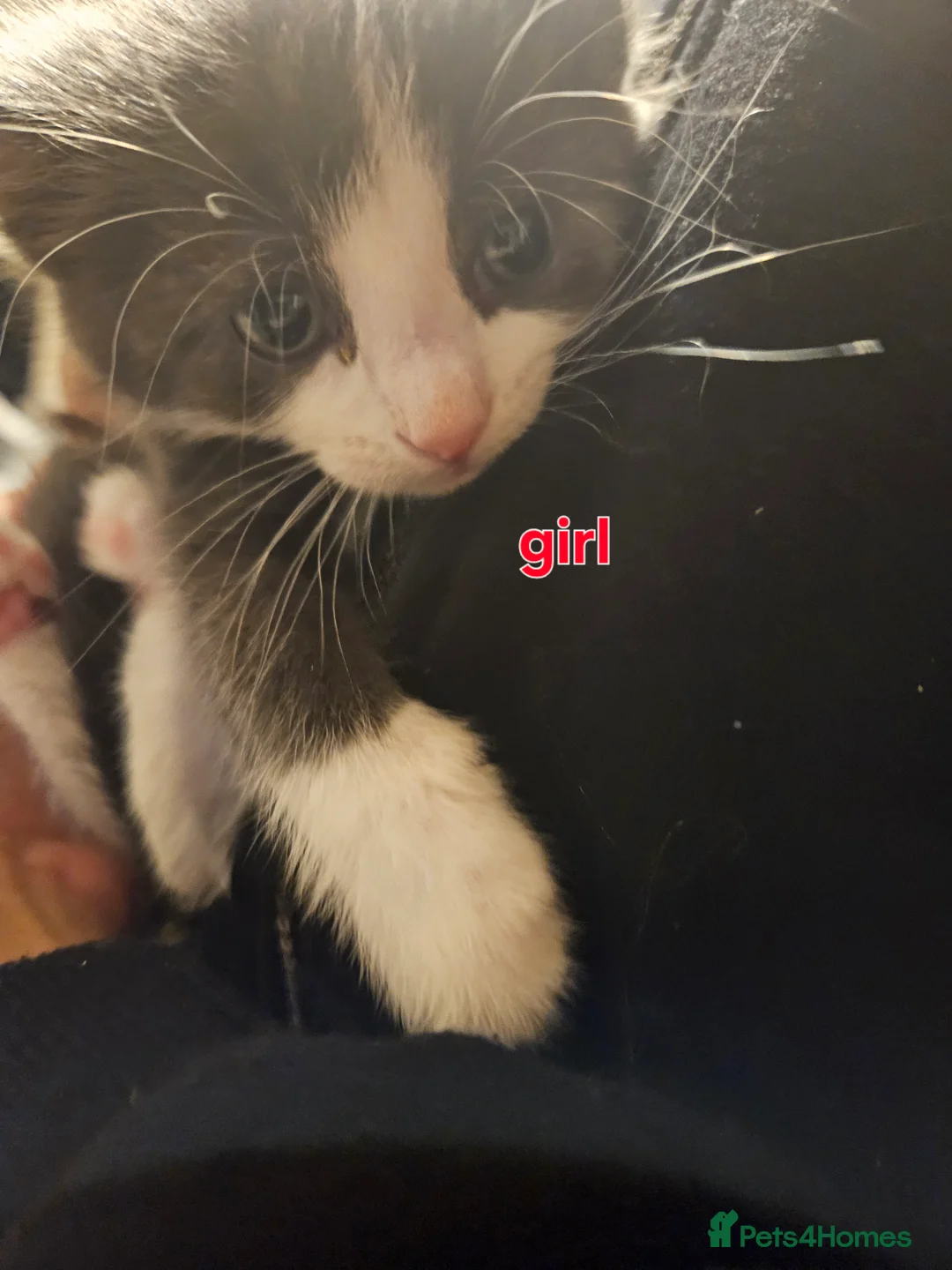 Mixed Breed cats for sale: Adorable kiitens - Advert 5