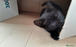 British Shorthair cats for sale: Cute playful smart kittens ready for new homes - Image 21