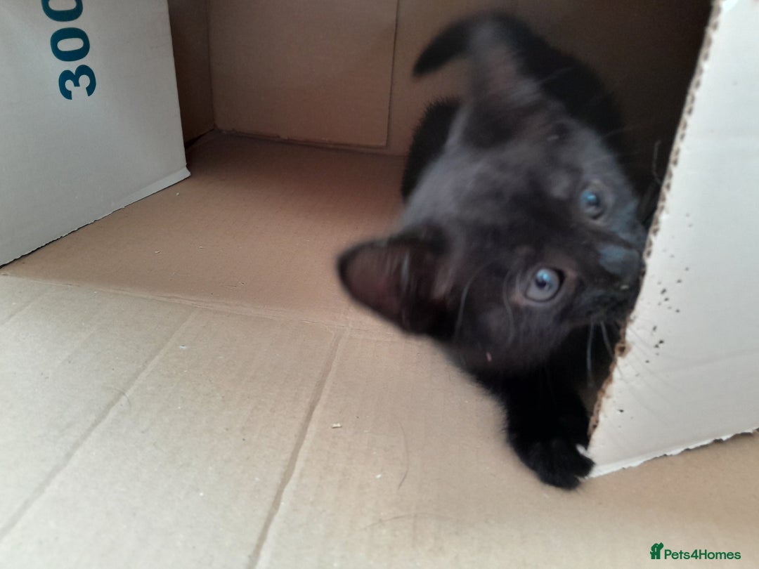 British Shorthair cats for sale: Cute playful smart kittens ready for new homes - Image 21