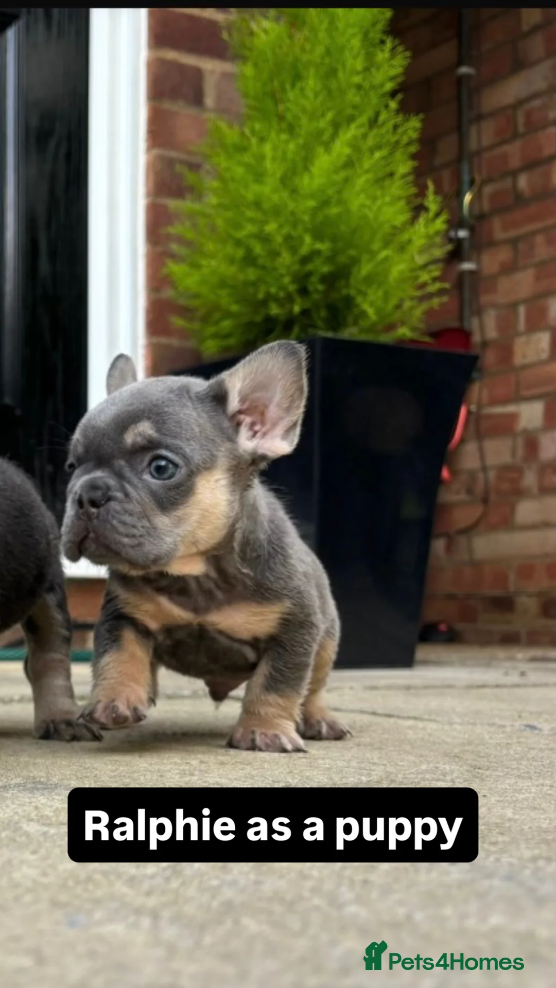 French Bulldog dogs for stud: Tiny lilac and tan stud available - Advert 12